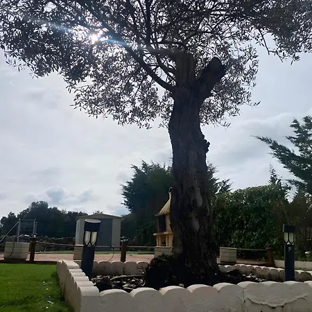 El Olivo *